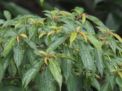 Oreocnide pedunculata, photographed by 葉子