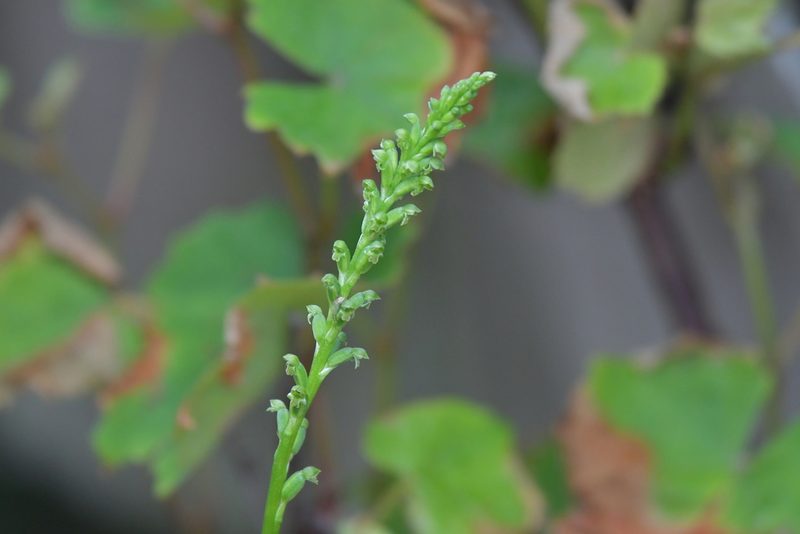Microtis unifolia, photographed by Christopher Stephens