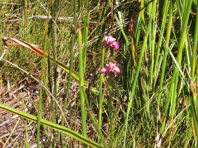 Disperis paludosa, photographed by Jeremy Gilmore
