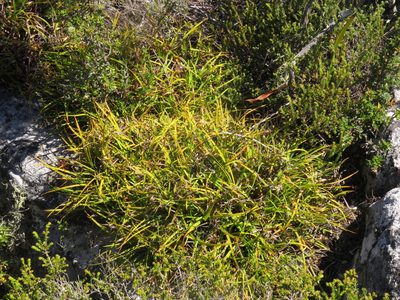 Capeobolus brevicaulis, photographed by Jeremy Gilmore