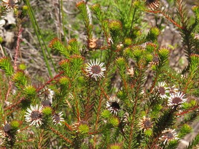 Staavia glutinosa, photographed by Jeremy Gilmore