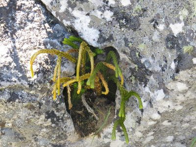 Phlegmariurus gnidioides, photographed by Jeremy Gilmore