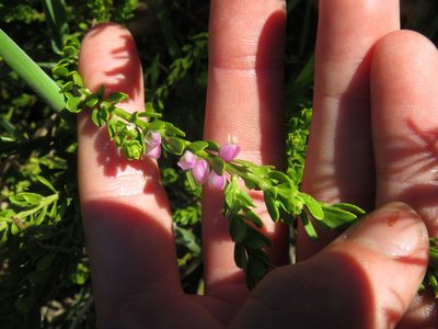 Muraltia spinosa, photographed by Jeremy Gilmore