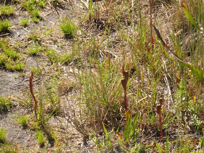 Watsonia coccinea, photographed by Jeremy Gilmore