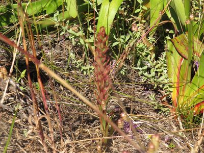 Disa bracteata, photographed by Jeremy Gilmore