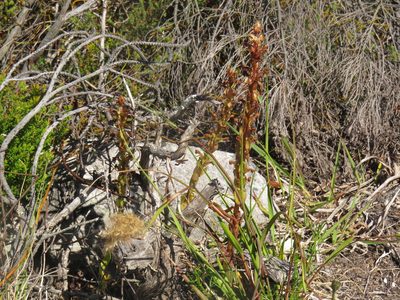 Satyrium humile, photographed by Jeremy Gilmore