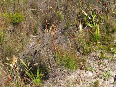 Watsonia coccinea, photographed by Jeremy Gilmore