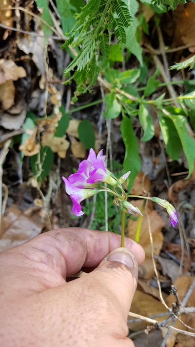 Oxalis lasiandra, photographed by Eugenio Padilla