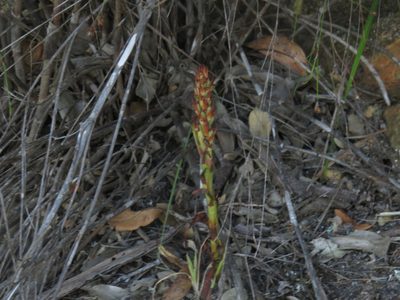 Disa bracteata, photographed by Jeremy Gilmore