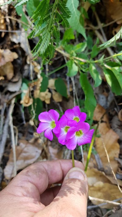 Oxalis lasiandra, photographed by Eugenio Padilla
