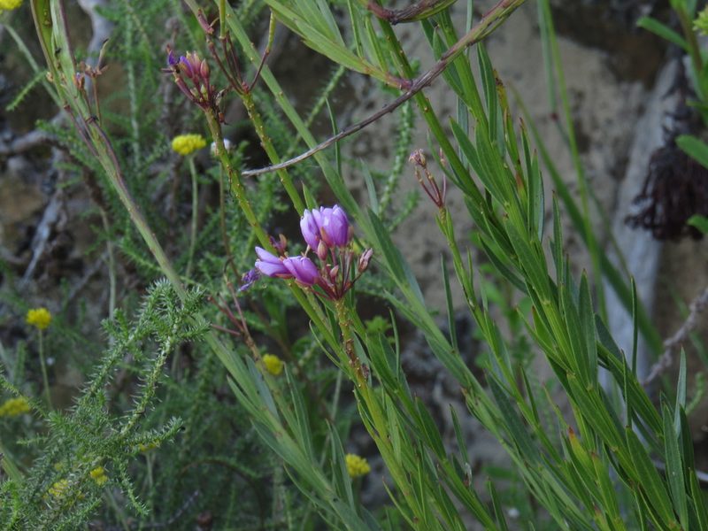 Heliophila callosa, photographed by Jeremy Gilmore
