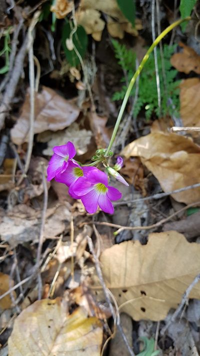 Oxalis lasiandra, photographed by Eugenio Padilla
