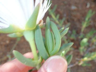 Lampranthus watermeyeri, photographed by Peter Warren