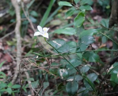 Dietes iridioides, photographed by Matthew Fainman