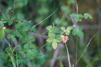 Argyrolobium tomentosum