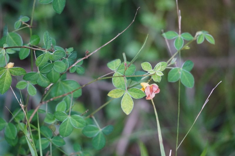 Argyrolobium tomentosum, photographed by Matthew Fainman