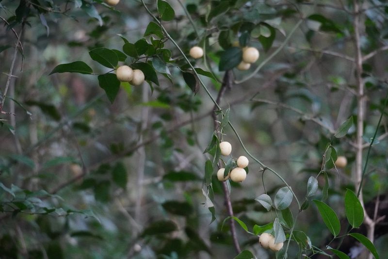 Behnia reticulata, photographed by Matthew Fainman