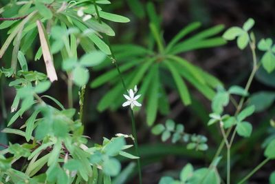 Chlorophytum comosum, photographed by Matthew Fainman