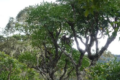 Cussonia spicata, photographed by Matthew Fainman