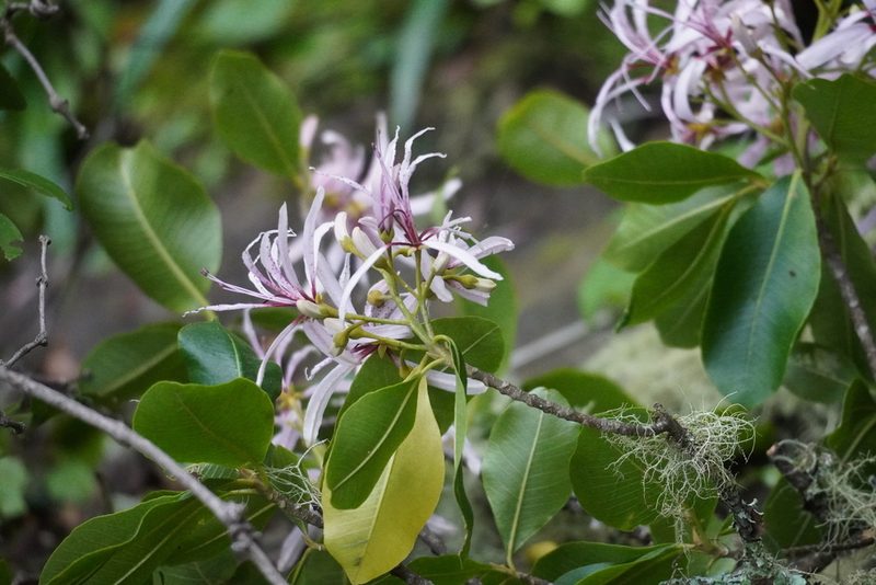 Calodendrum capense, photographed by Matthew Fainman