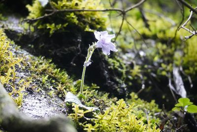 Streptocarpus rexii, photographed by Matthew Fainman