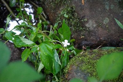 Impatiens hochstetteri, photographed by Matthew Fainman