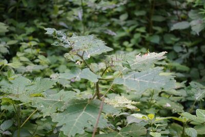 Solanum aculeatissimum, photographed by Matthew Fainman