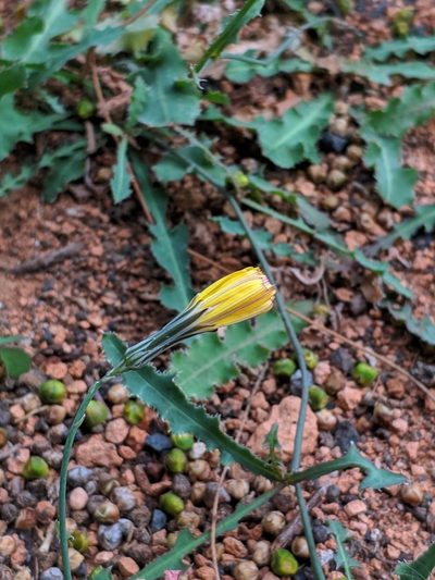 Launaea nudicaulis, photographed by Denys Vynokurov