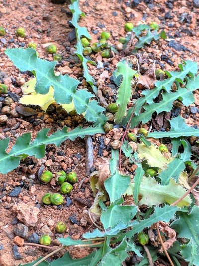 Launaea nudicaulis, photographed by Denys Vynokurov