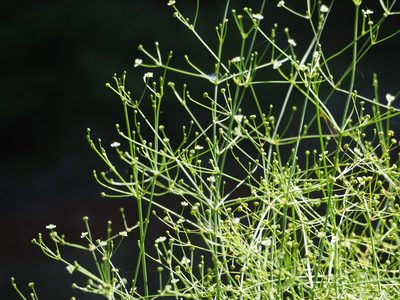 Alisma canaliculatum, photographed by 葉子