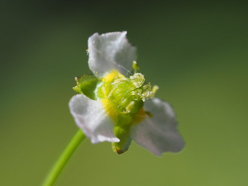 Alisma canaliculatum, photographed by 葉子