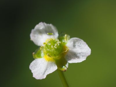 Alisma canaliculatum, photographed by 葉子