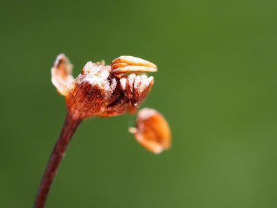 Alisma canaliculatum, photographed by 葉子