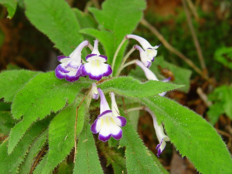 Codonoboea quinquevulnera, photographed by Cheongweei Gan