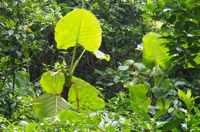 Xanthosoma undipes, photographed by Lena Struwe