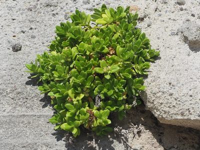 Leptopetalum strigulosum, photographed by 葉子