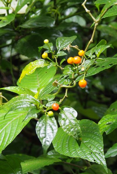 Witheringia meiantha, photographed by Lena Struwe