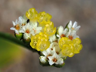 Limonium sinense, photographed by 葉子