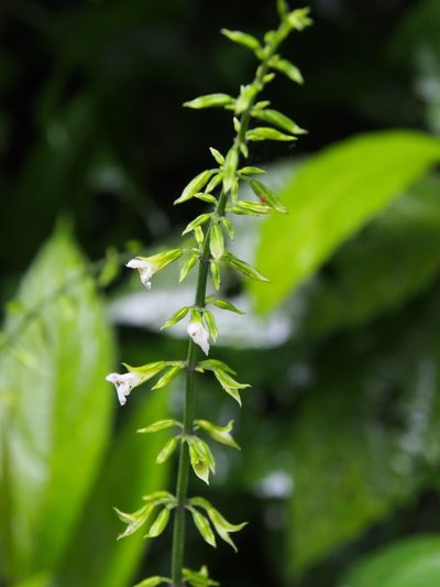 Salvia alvajaca, photographed by Lena Struwe