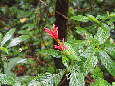 Stenostephanus leiorhachis, photographed by Lena Struwe