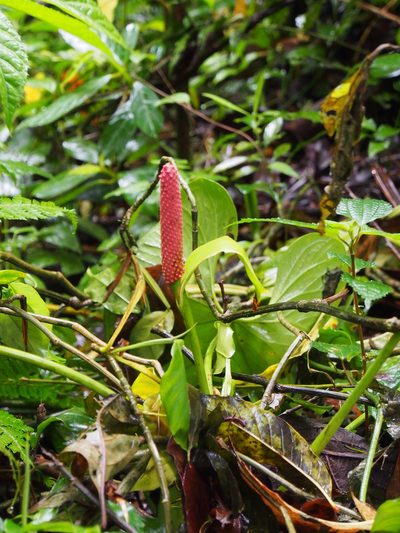 Anthurium obtusilobum, photographed by Lena Struwe