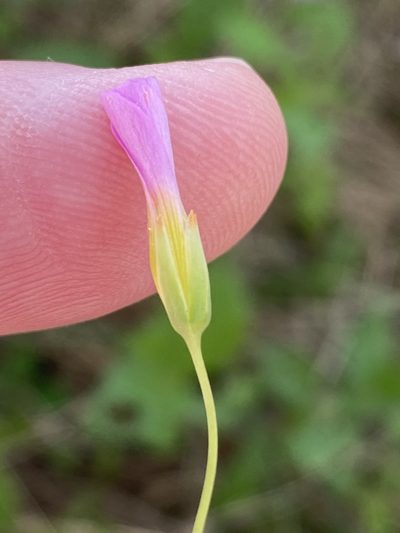 Oxalis purpurascens, photographed by Dave U