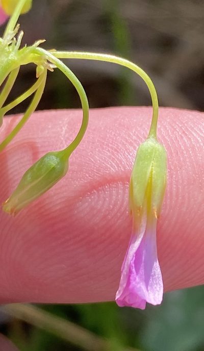 Oxalis purpurascens, photographed by Dave U