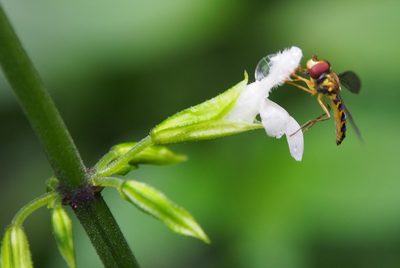 Salvia alvajaca, photographed by Lena Struwe