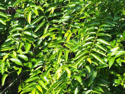 Glochidion lanceolatum, photographed by 葉子