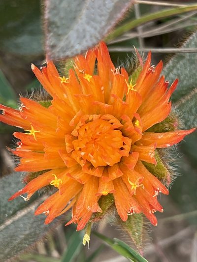 Gomphrena arborescens, photographed by Suzana Ehlin Martins