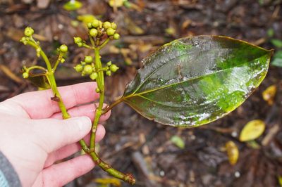 Miconia oerstediana, photographed by Lena Struwe