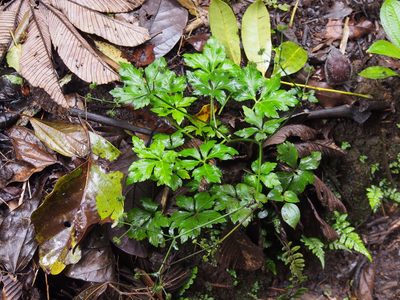 Sanicula liberta, photographed by Lena Struwe