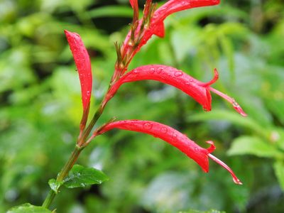 Stenostephanus leiorhachis, photographed by Lena Struwe