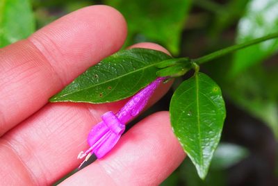 Dicliptera iopus, photographed by Lena Struwe